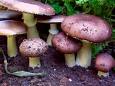 mushroom