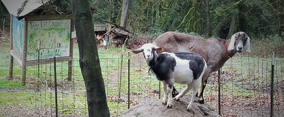 Farm goats!