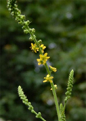 Agrimony-Agrimonia-eupatoria
