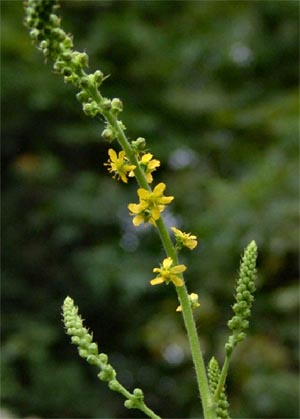 Agrimony-Agrimonia-eupatoria