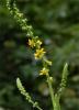 Agrimony-Agrimonia-eupatoria