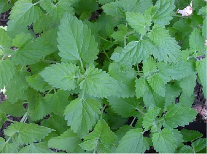 Catnip Catmint