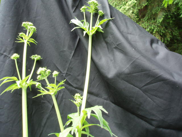 Valerian