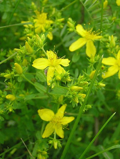 St. John's Wort Hypericum perforatum