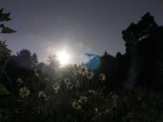 Shasta daisies in moon glow