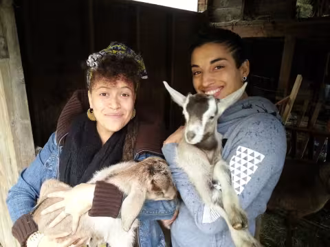 Goats