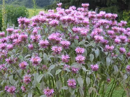 Bee balm Monarda didyma